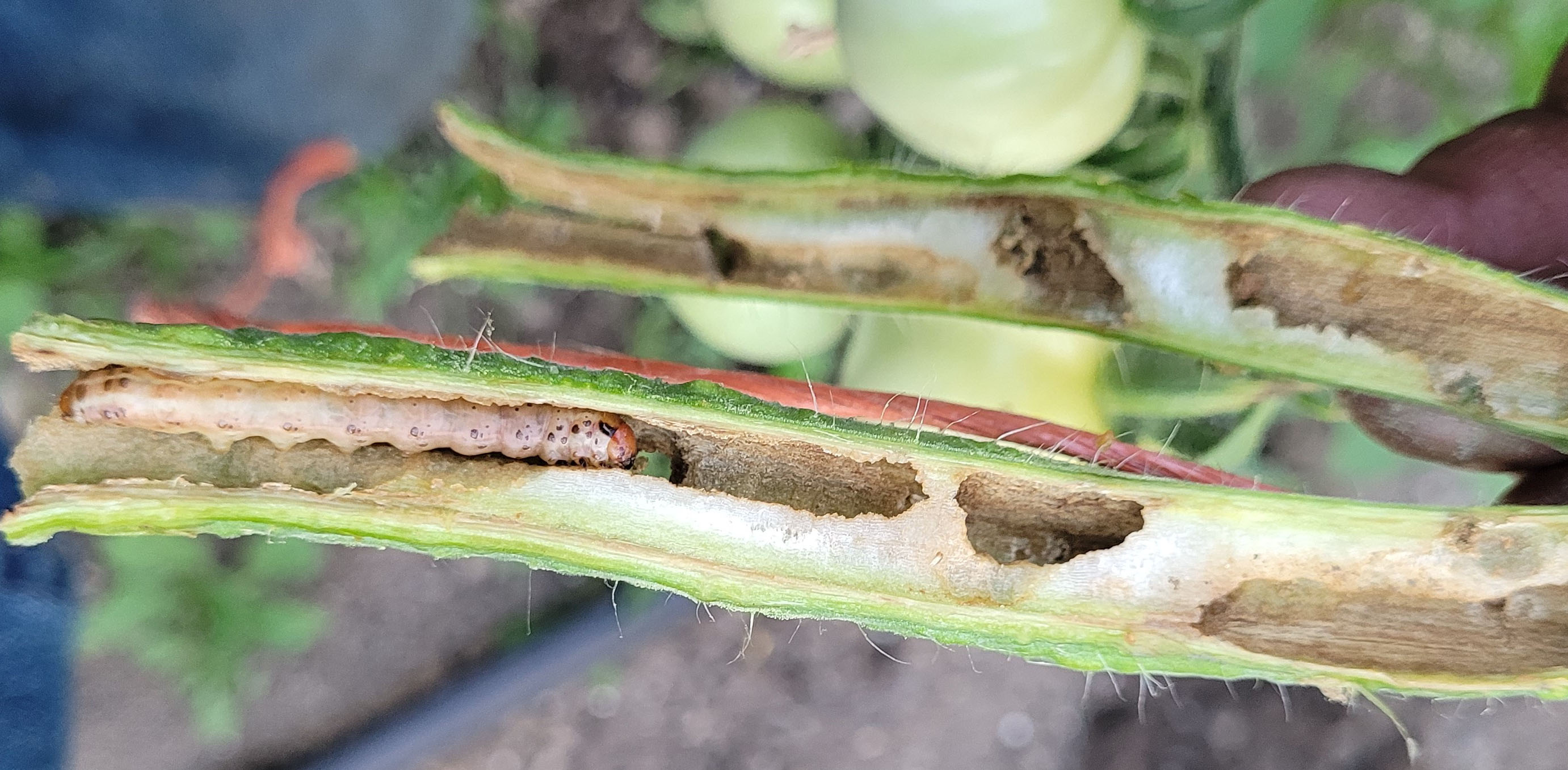 Common stalk borer in tomato stem.